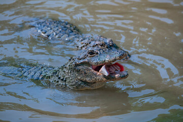 Fototapeta premium Close-up of a crocodile in the act of feeding