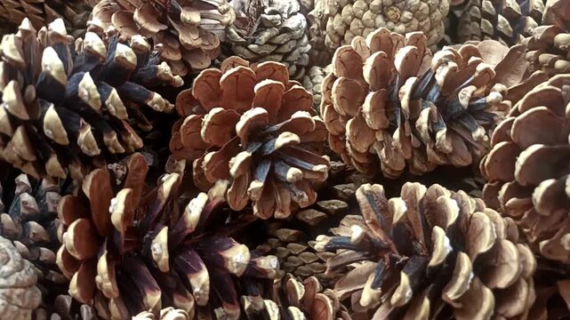 close up of fir background, fir texture