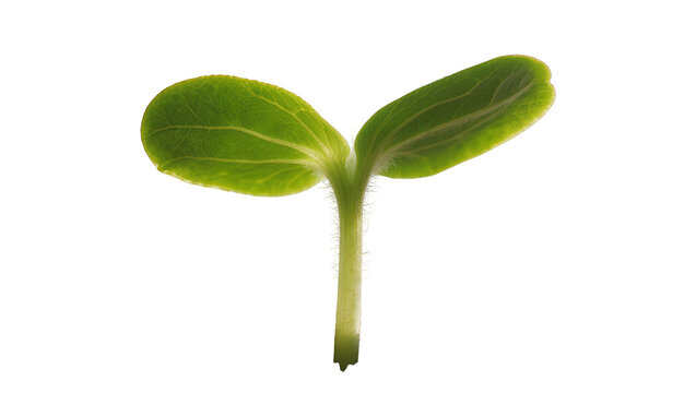 Green seedling with two cotyledon leaves and hairy stem