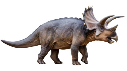 Fototapeta premium Triceratops dinosaur with large horns and frill