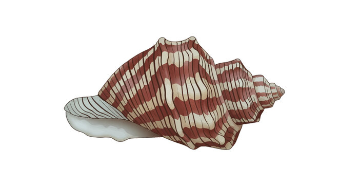 Lightning whelk seashell illustration with brown vertical stripes on cream base, Sinistrofulgur perversum species, isolated on white background, marine gastropod vector art.