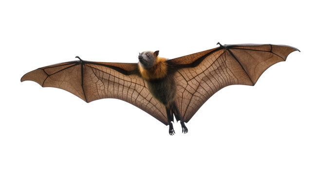 Flying fox bat with wings spread wide