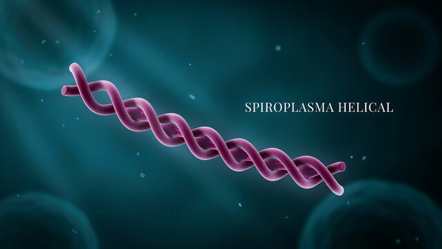 Spiroplasma helical bacteria cell structure with pink spiral shape on blue background with white specks and circles  microscopic view of microorganism morphology
