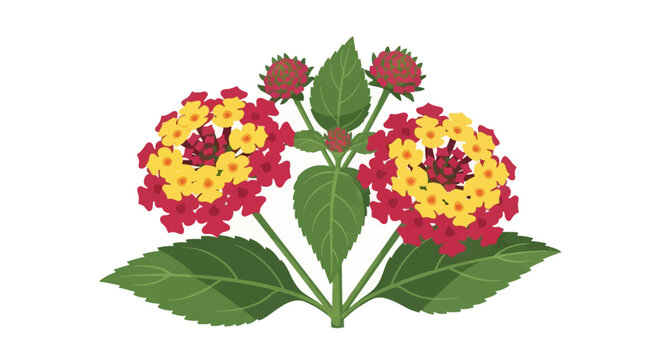 Botanical vector illustration of Lantana camara plant featuring vibrant red and yellow flower clusters with serrated green leaves and closed buds isolated on a white background.