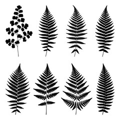 Fototapeta premium Black fern leaf silhouettes, vector foliage icons, leafy botanical illustrations, plant graphics silhouette
