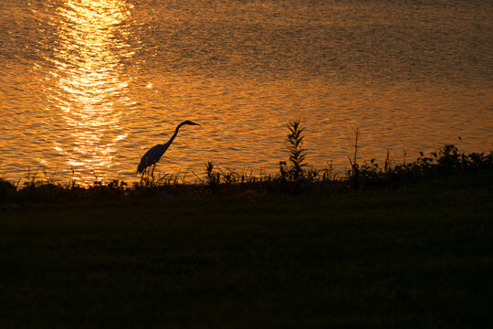 Great egret in silhouette at sunset on the lakeshore.