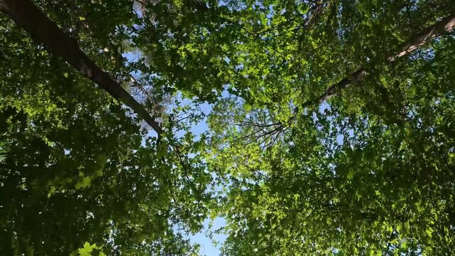 Tree canopy swaying overhead in sunlit temperate forest. POV bicycle ride looking up at green tree canopies passing by