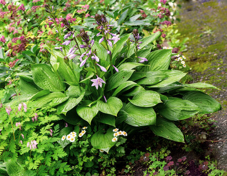 A blooming Hosta undulata Albomarginata or Francy grows among other plants. Ornamental plants, ornamental gardening, landscape design.