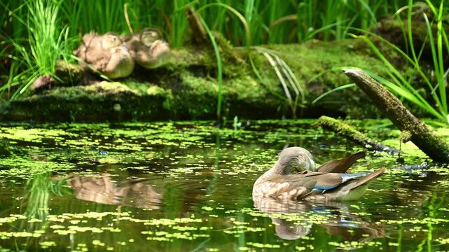 Female duck preening and swimming in mossy pond with vegetation. The mandarin duck