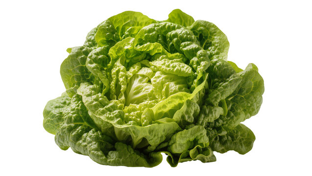 Fresh green butter lettuce head with ruffled leaves