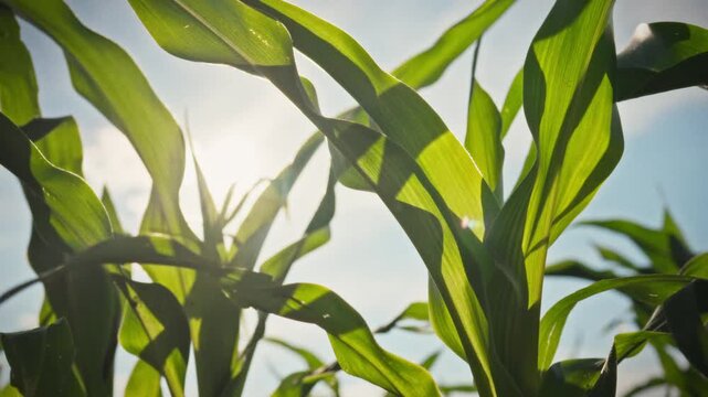 Smooth camera movement over corn ears in an open field. Green leaves and stems against a blue sky and bright afternoon sun create a dense texture. Conceptually for the future grain harvest