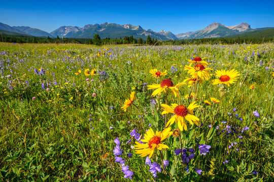 Wildflower Meadow, Castle Wildland