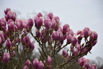 Pink magnolia flowers © pompambi