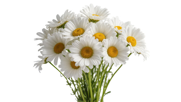 Bouquet of white daisies with yellow centers and green stems