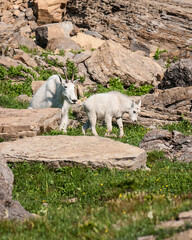 Mountain Goat Nannie Walking with Calf in Glacier NP © stuckreed