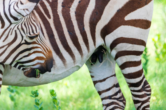 zebra close up
