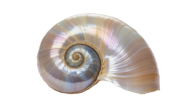 Spiral seashell with pearlescent sheen and iridescent highlights