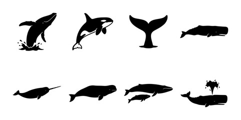 Whale Silhouette Collection, Marine Mammal Vector Icons Set: Humpback, Orca, Sperm Whale, Narwhal, Tail Fluke, and Pod Illustrations for Ocean Life Graphics © Momin