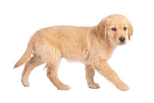 Golden retriever puppy walking, side view, isolated on transparent background (PNG)