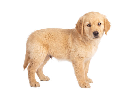 Golden retriever puppy standing, side view, isolated on transparent background (PNG)