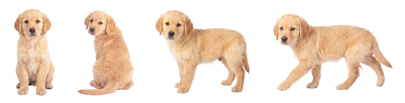 Golden retriever puppy isolated on transparent background