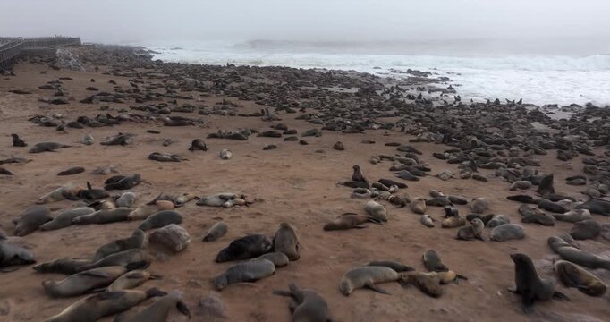 Aerial view of seals at Cape Cross Seal Reserve, one of the largest colonies of Cape fur seals in the world, on the Skeleton Coast in Namibia.