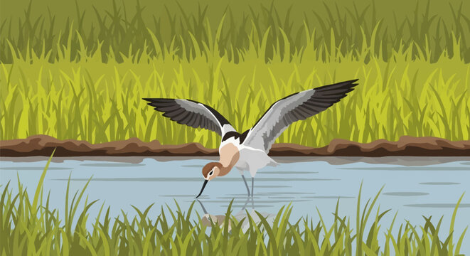 American Avocet vector illustration of the shorebird wading in shallow marsh water with wings spread, featuring cinnamon plumage, a thin upturned beak, and water reflection near reeds.