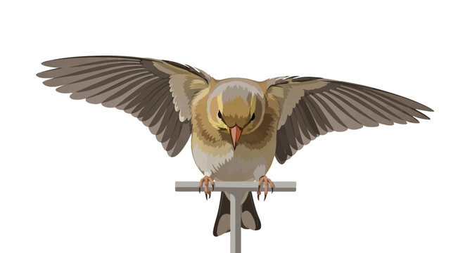 Vector illustration of a brown and tan American goldfinch perched on a metal T-bar with wings spread wide, showcasing avian anatomy and plumage, isolated on a white background.