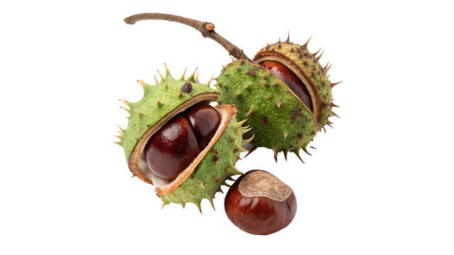 Fresh organic green horse chestnut fruit with shell isolated on a transparent background