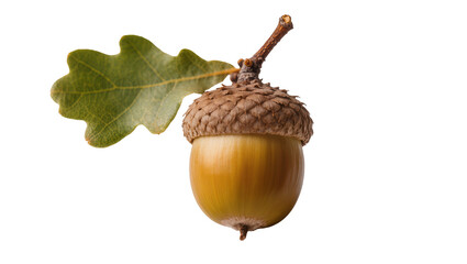 Oak acorn with cap and green leaf on white © Niklas
