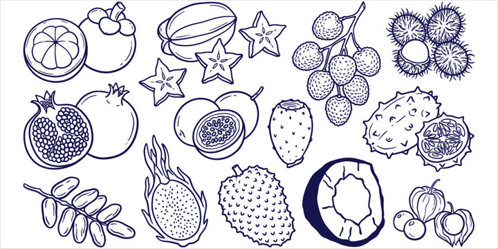 Hand drawn collection of tropical exotic fruits featuring dragon fruit starfruit pomegranate and soursop vector outline sketches