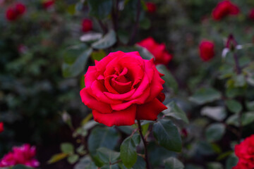 Fototapeta premium Red Rose Flower with Soft Bokeh Background