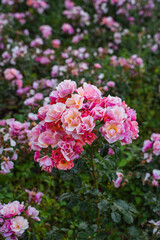 Obraz premium Blooming Pink Roses in a Summer Garden