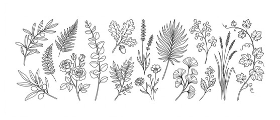 Set of hand drawn botanical elements and plant sketches including fern branches leaves and flowers with botanical branches illustration monochrome collection greenery environment ornamental © Designer Pac 2