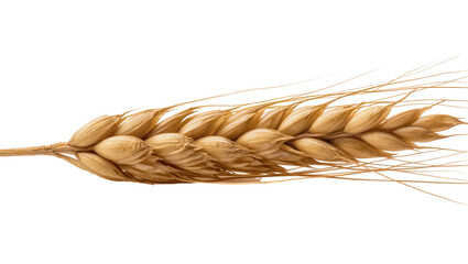 Golden wheat ear with long thin stalks and seeds © Motruc