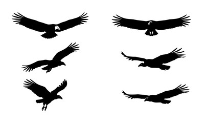 Fototapeta premium Silhouette Bird Flying Vector Set, Eagle and Vulture Poses, Graphic Elements for Wildlife and Nature Designs