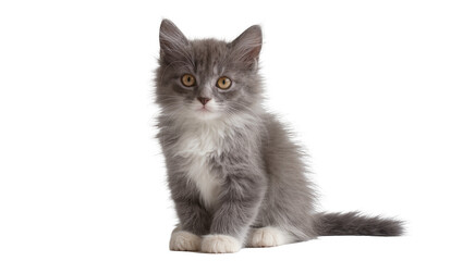 Fluffy grey and white kitten sitting © Motruc