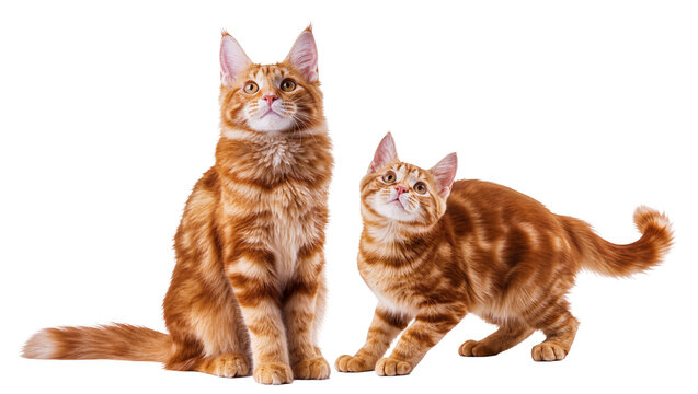 Two ginger Maine Coon cats sitting and standing