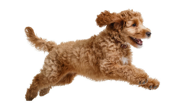 Fluffy brown dog running with open mouth and ears flying