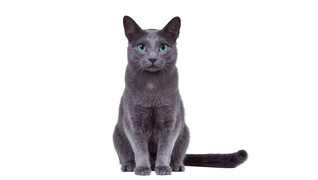 Russian Blue cat with green eyes sitting