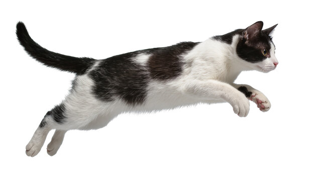 Black and white cat mid-air jump
