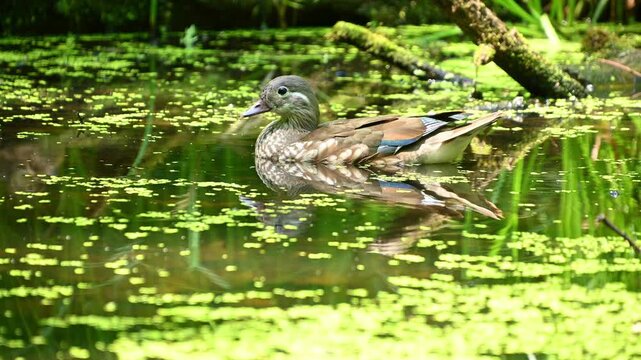 Female mandarin duck gliding across algae covered pond surface