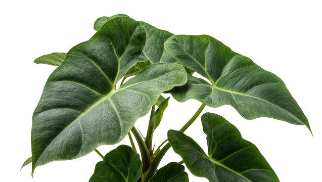 Large green elephant ear plant leaves with prominent veins