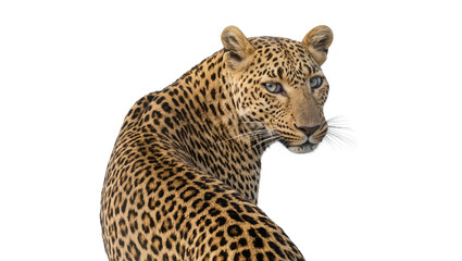 Leopard head and shoulder profile looking to the right © Motruc