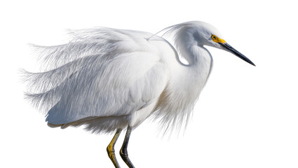 Snowy Egret bird with long flowing plumes and yellow eyes © Motruc