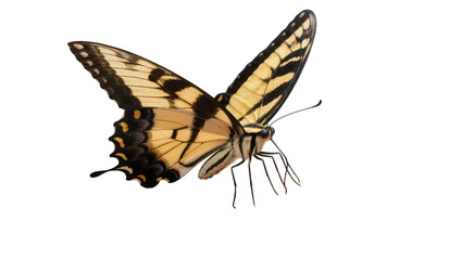 Yellow and black striped butterfly with detailed wings © Motruc