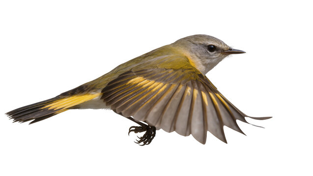 Yellow-breasted bird with wings spread in flight
