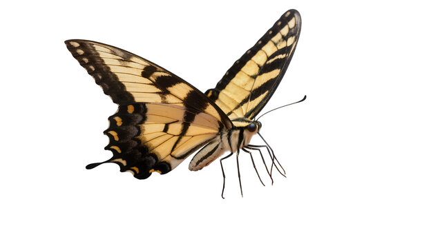 Yellow and black striped butterfly with detailed wings