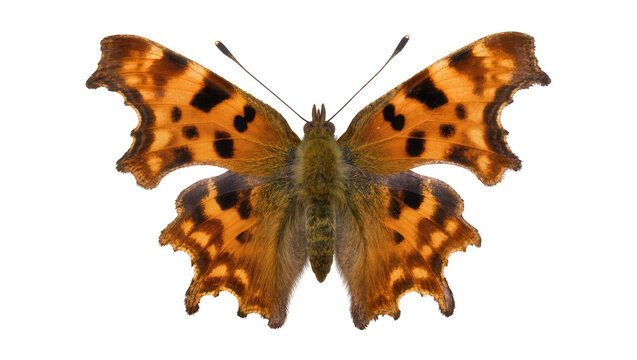 Orange and black butterfly with serrated wings and fuzzy body