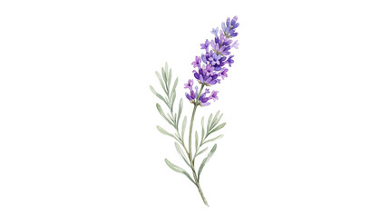 Obraz premium Close-up of a lavender flower with green leaves on a white background